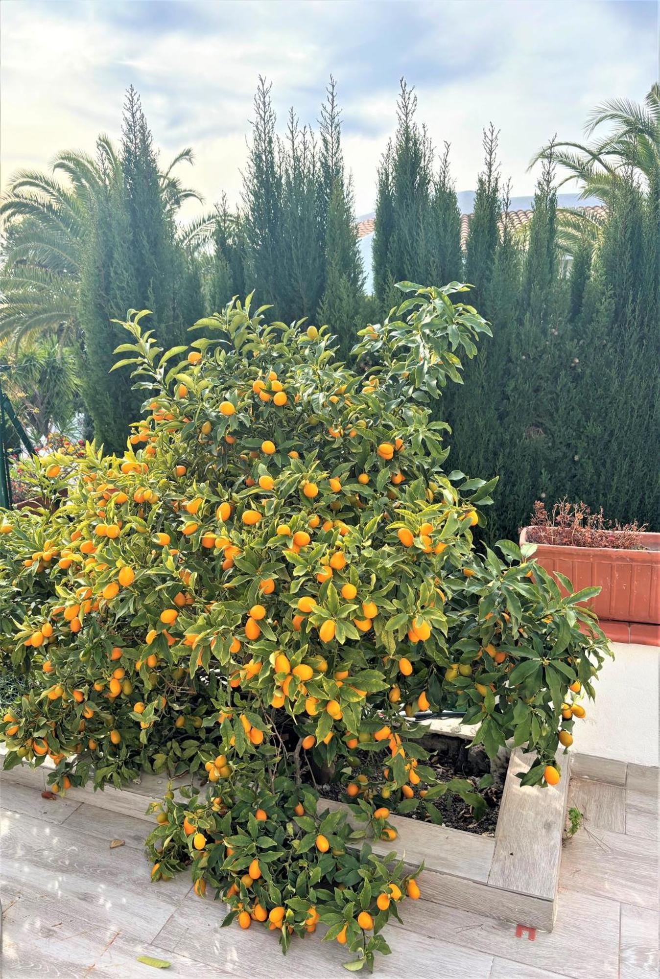Villa Esmeralda Altea la Vieja ภายนอก รูปภาพ